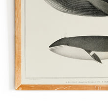 Load image into Gallery viewer, Hnúfubakur og hrefna