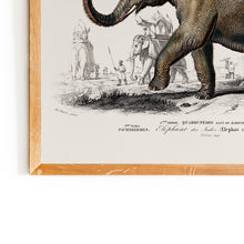 Load image into Gallery viewer, Asiatic Elephant