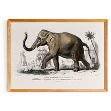Load image into Gallery viewer, Asiatic Elephant