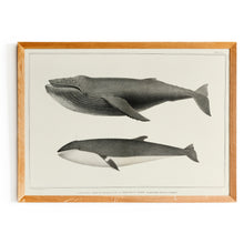 Load image into Gallery viewer, Hnúfubakur og hrefna