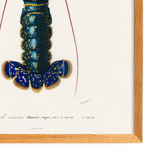 Load image into Gallery viewer, Crimson Crawfish