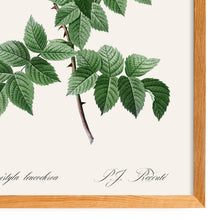 Load image into Gallery viewer, Rosa Brevistyla Leucochroa