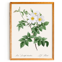 Load image into Gallery viewer, Rosa Brevistyla Leucochroa