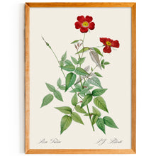 Load image into Gallery viewer, Rosa Indica