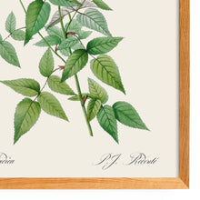 Load image into Gallery viewer, Rosa Indica