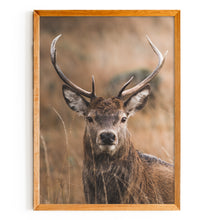 Load image into Gallery viewer, Deer