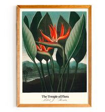 Load image into Gallery viewer, Temple of Flora - Queen