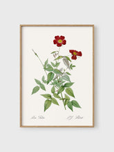 Load image into Gallery viewer, Rosa Indica