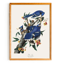 Load image into Gallery viewer, Blue Jay