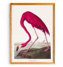 Load image into Gallery viewer, American Flamingo