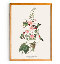 Load image into Gallery viewer, Colombian Humming Bird