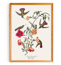 Load image into Gallery viewer, Humming Bird