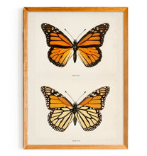 Load image into Gallery viewer, Monarch (Moths and Butterflies)