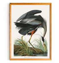 Load image into Gallery viewer, Great Blue Heron