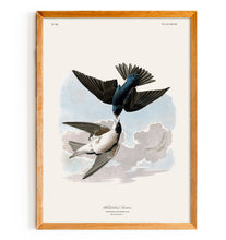 Load image into Gallery viewer, White Bellied Swallow