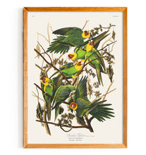 Load image into Gallery viewer, Carolina Parrot