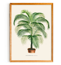 Load image into Gallery viewer, Cocos Meddelliana