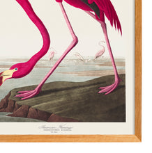 Load image into Gallery viewer, American Flamingo