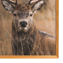Load image into Gallery viewer, Deer