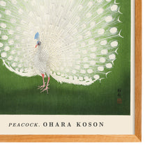 Load image into Gallery viewer, Peacock