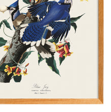 Load image into Gallery viewer, Blue Jay