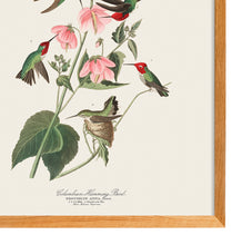 Load image into Gallery viewer, Colombian Humming Bird