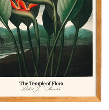 Load image into Gallery viewer, Temple of Flora - Queen