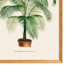 Load image into Gallery viewer, Cocos Meddelliana
