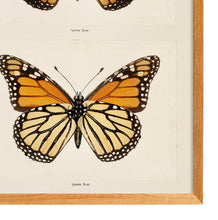 Load image into Gallery viewer, Monarch (Moths and Butterflies)
