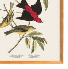 Load image into Gallery viewer, Louisiana Tanager
