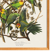 Load image into Gallery viewer, Carolina Parrot