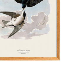 Load image into Gallery viewer, White Bellied Swallow