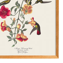 Load image into Gallery viewer, Humming Bird