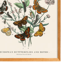 Load image into Gallery viewer, European Butterflies and Moths