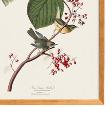 Load image into Gallery viewer, Pine Warbler