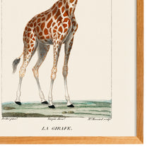Load image into Gallery viewer, La Girafe