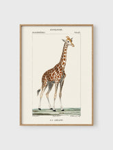 Load image into Gallery viewer, VM14 - La Girafe - 50x70 mockup