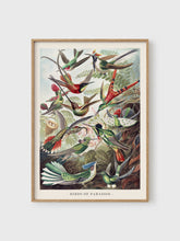 Load image into Gallery viewer, VM16 - Birds of Paradise - 50x70 mockup