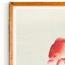 Load image into Gallery viewer, Two Veil Goldfish