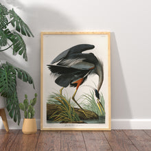 Load image into Gallery viewer, Great Blue Heron