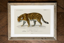 Load image into Gallery viewer, Jaguar