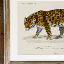 Load image into Gallery viewer, Jaguar