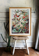 Load image into Gallery viewer, Birds of Paradise