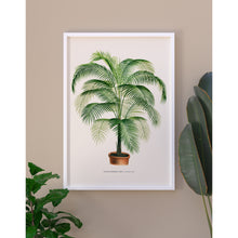 Load image into Gallery viewer, Cocos Meddelliana