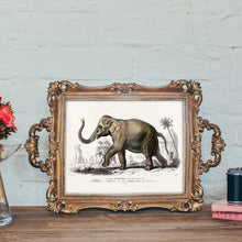 Load image into Gallery viewer, Asiatic Elephant