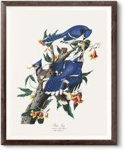 Load image into Gallery viewer, Blue Jay
