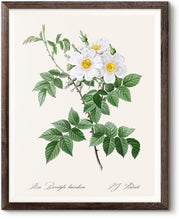 Load image into Gallery viewer, Rosa Brevistyla Leucochroa