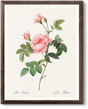 Load image into Gallery viewer, Rosa Inermis