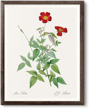 Load image into Gallery viewer, Rosa Indica