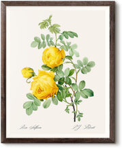 Load image into Gallery viewer, Rosa Sulfurea